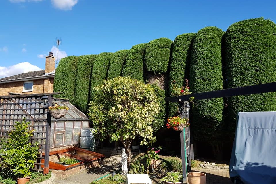hedge trimming