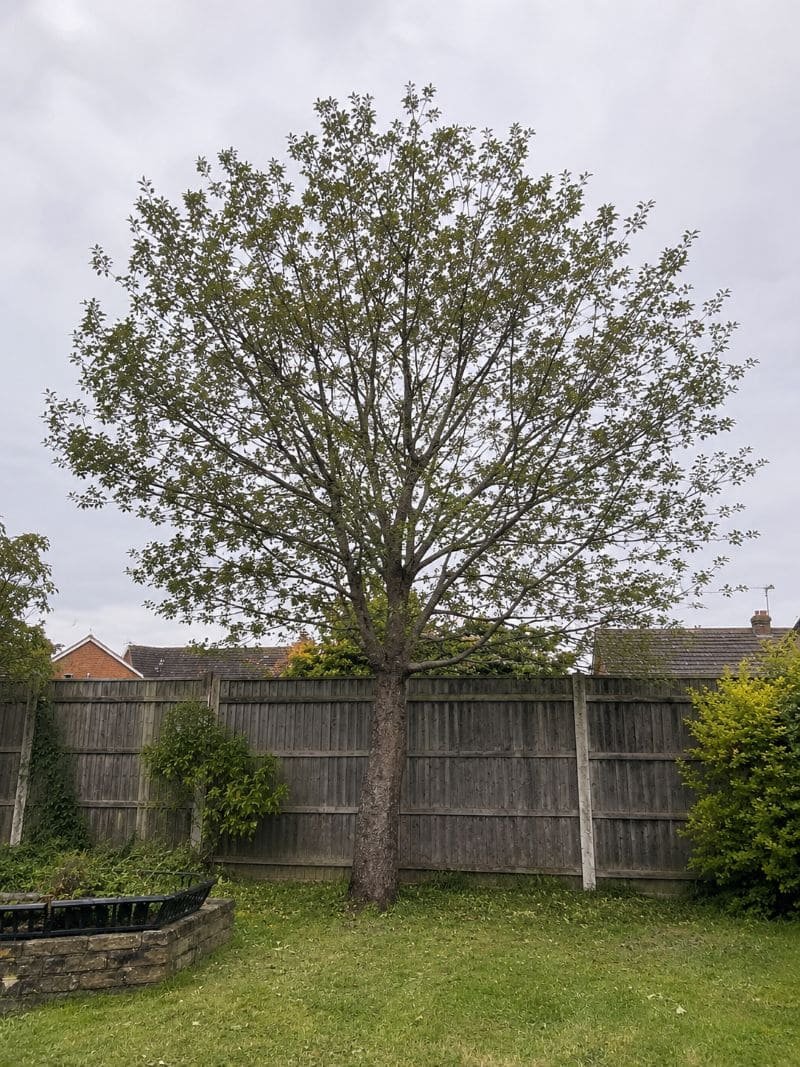 Garden after crown thinning lets in more light.