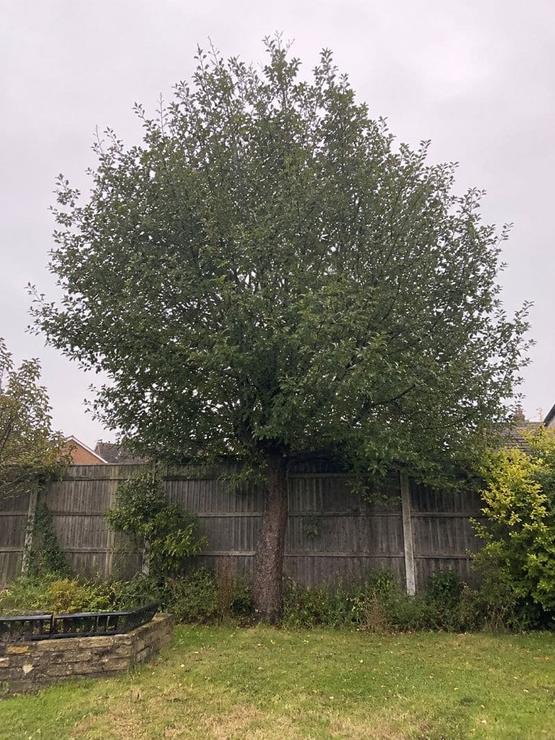 Garden before crown thinning with a dark shaded space under a dense tree.