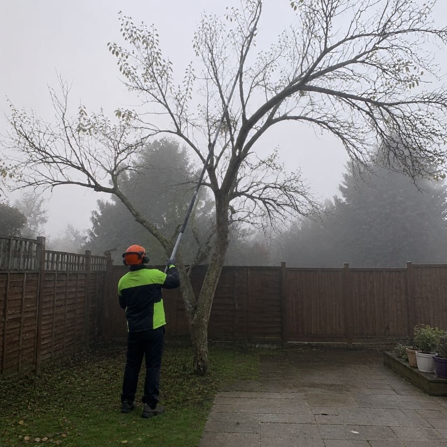 A photo of a tree surgeon performing crown thinning and lifting on a tree