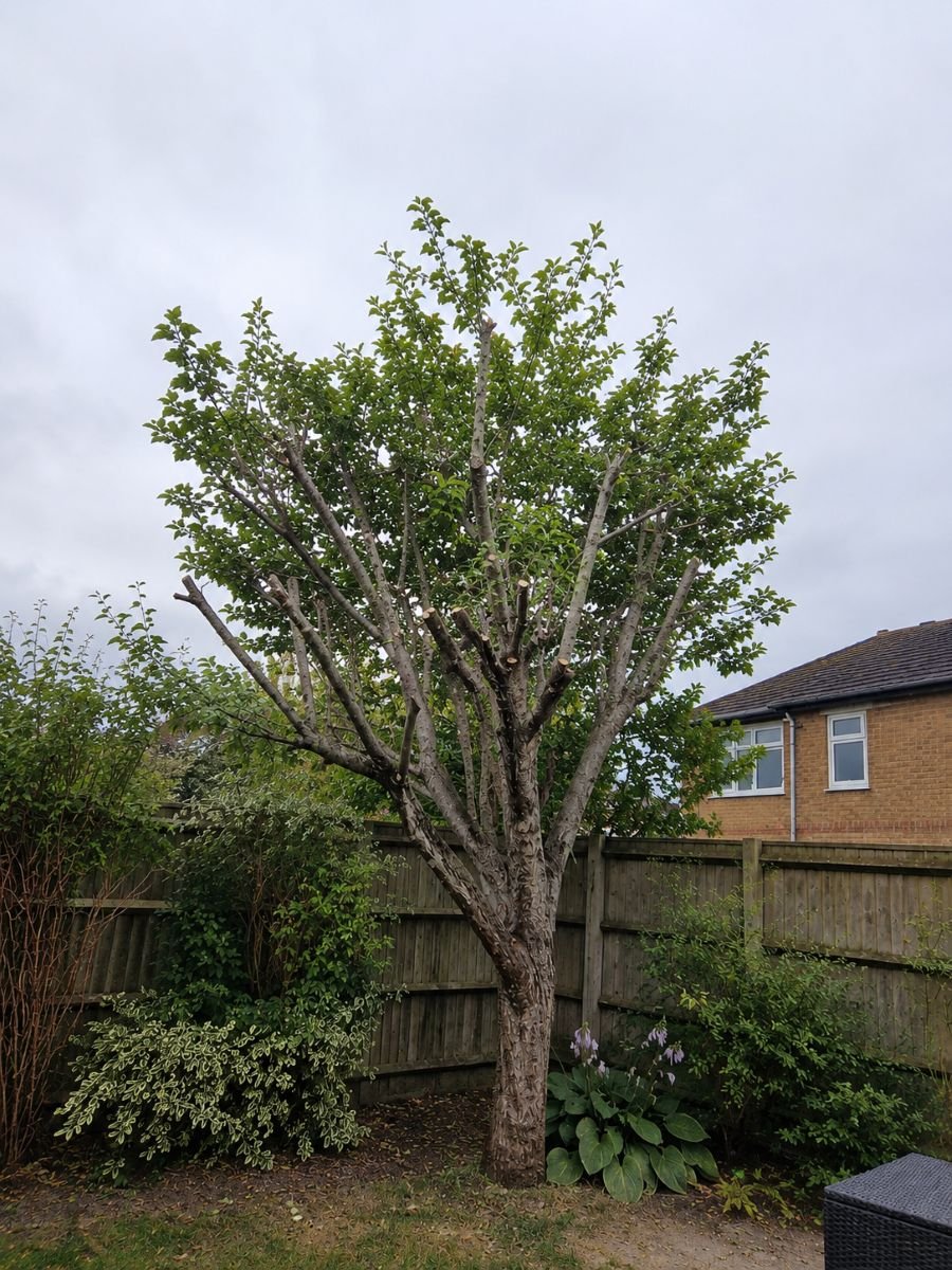 Garden tree after careful pruning.