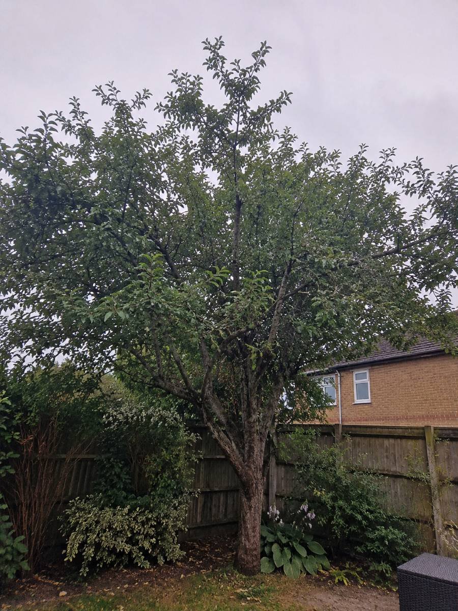 Garden tree before careful pruning.