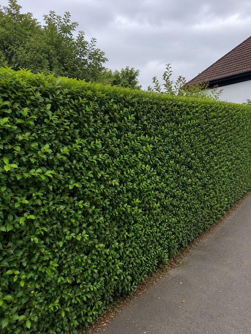The same hedge after trimming to a clean, even shape