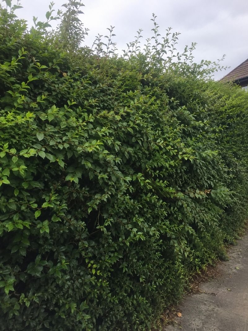 Overgrown hedge before trimming