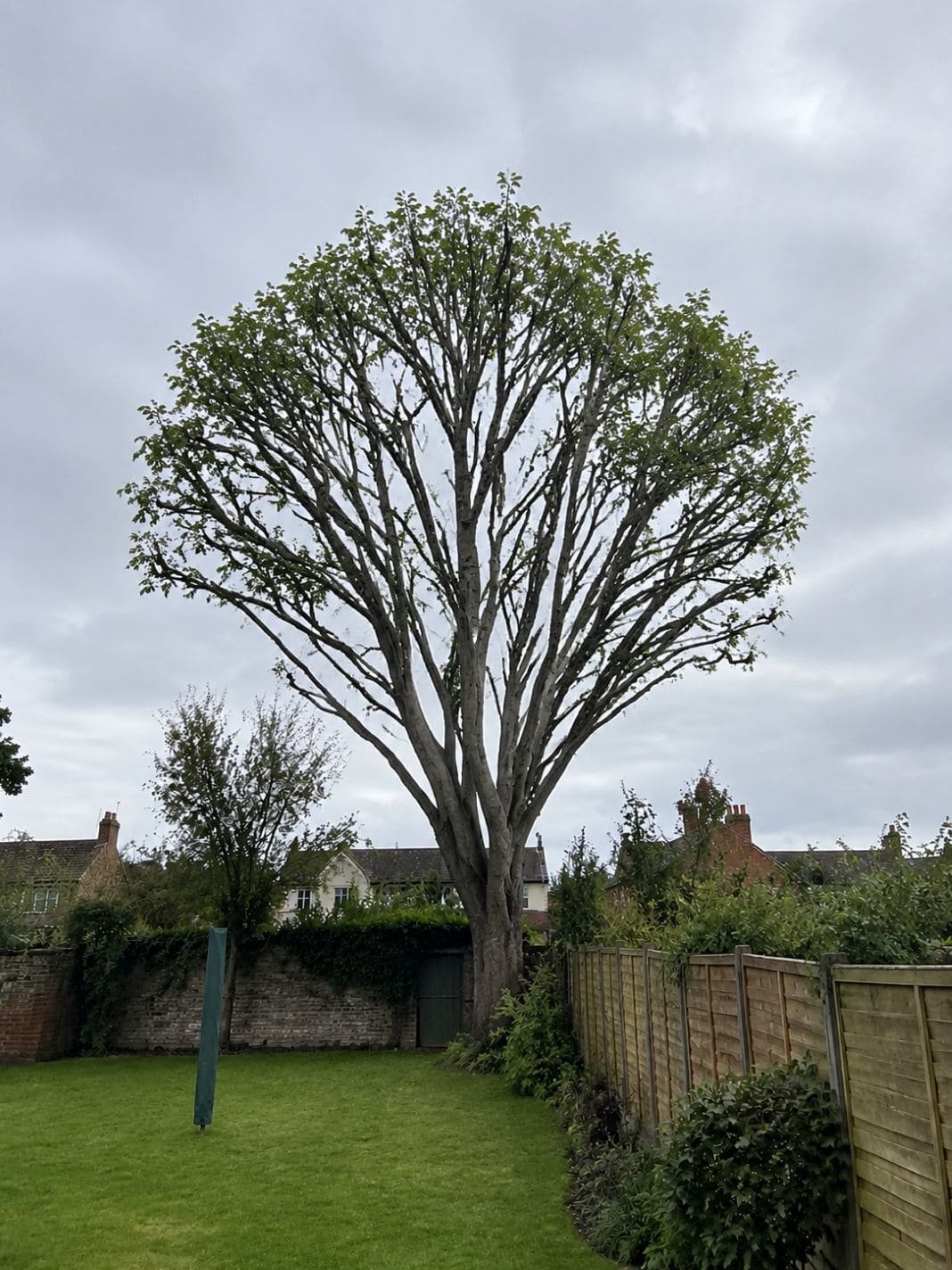 Garden tree after a crown reduction.