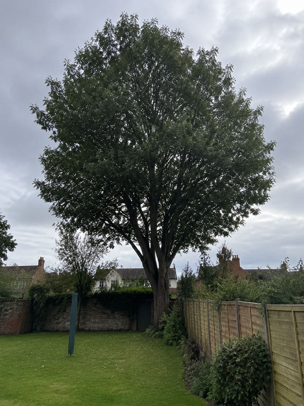 Garden tree before a crown reduction.