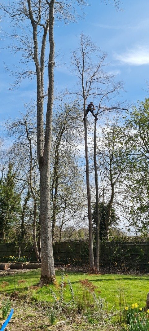 Crown lifting and tree pruning in Hitchin