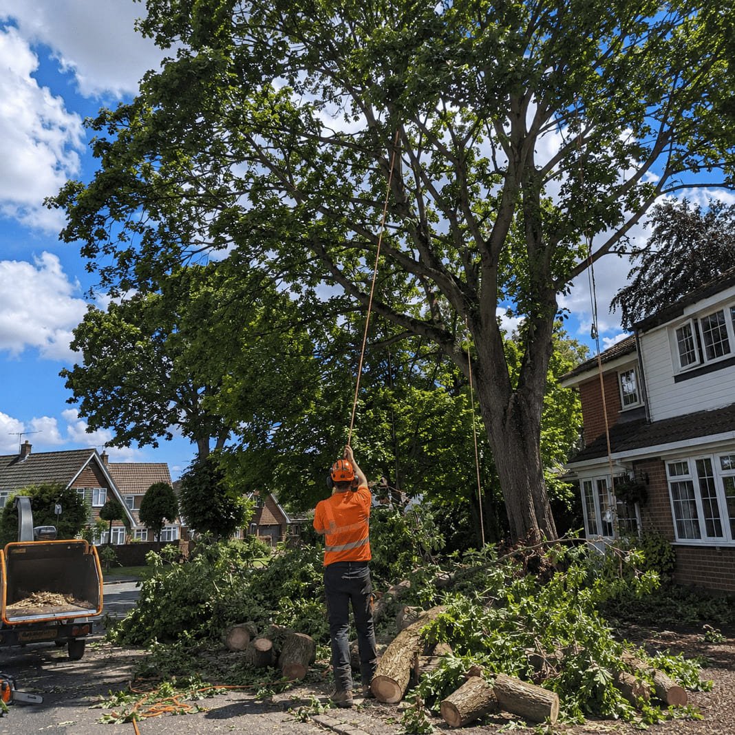 Tree surgeon carrying out crown reduction work on a large garden tree.