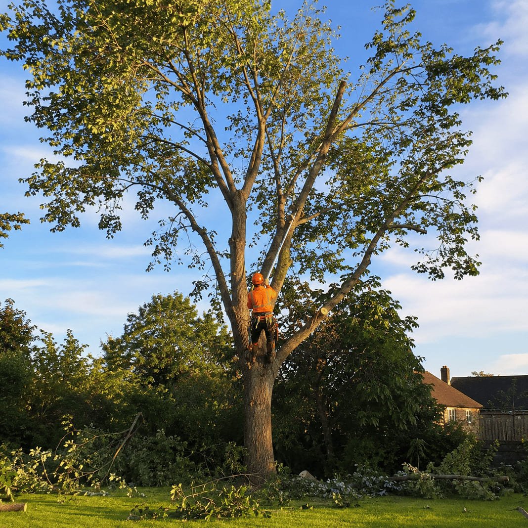 Tree surgeon reducing a large tree.