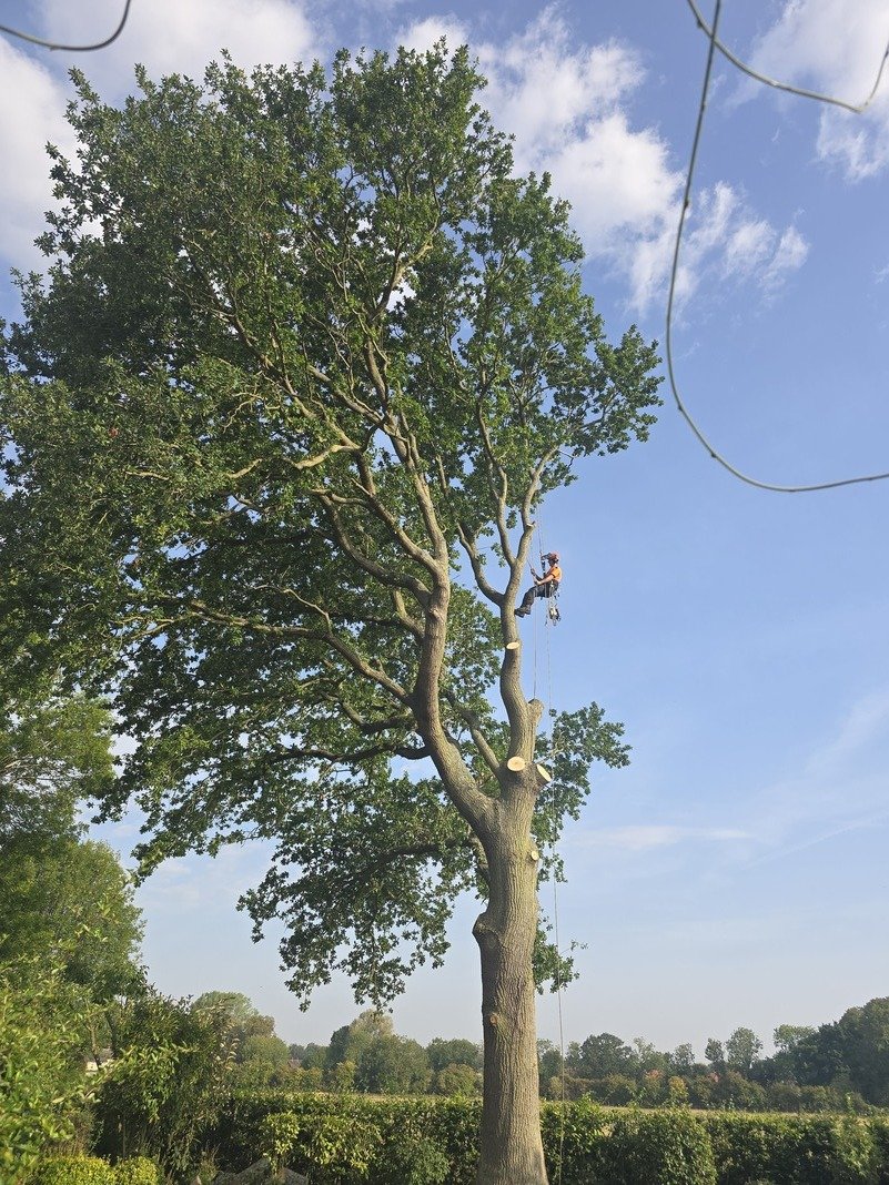 Qualified tree surgeon pruning a large garden tree in North Hertfordshire.