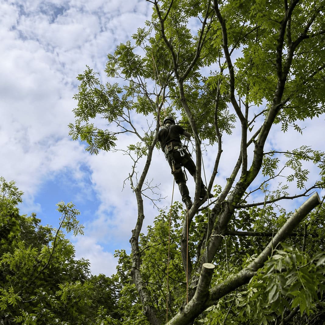 Tree crown being thinned and lifted to allow more light and clearance.