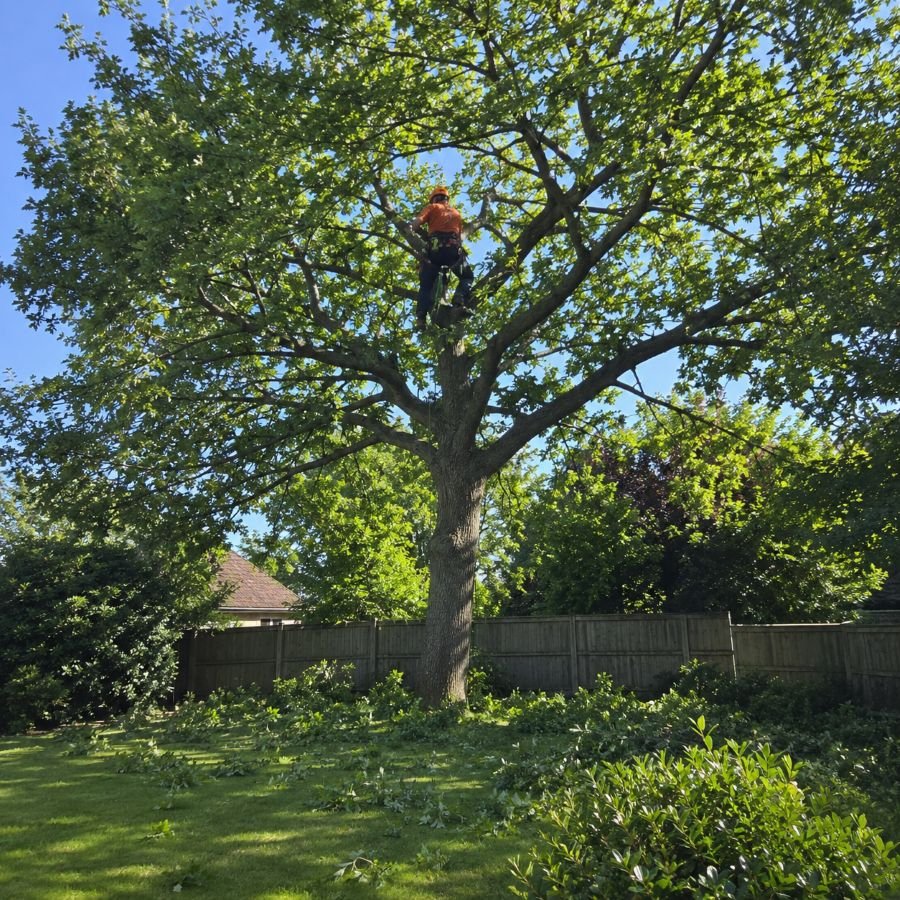 Crown thinning and lifting in Central Beds