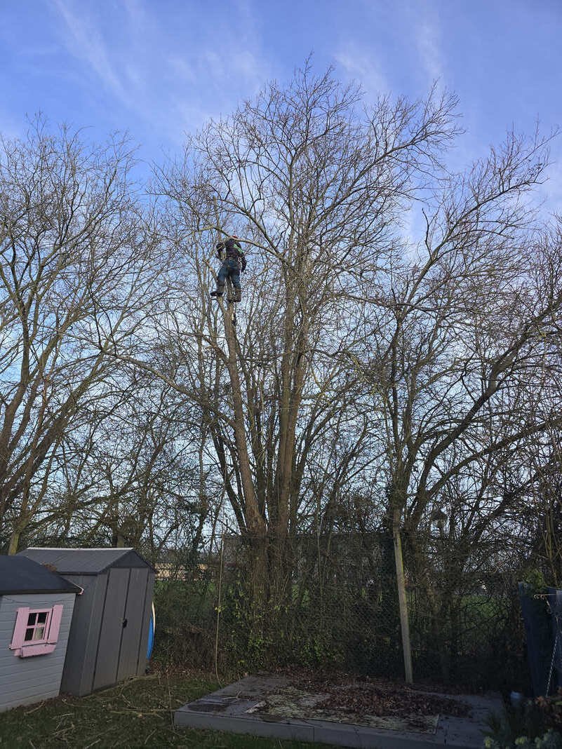 Tree canopy after crown thinning in a North Hertfordshire garden.
