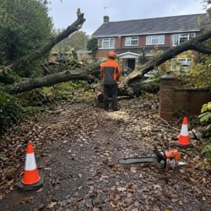 Emergency Tree Work after storm damage - Illustrative Image