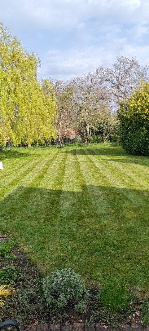 Healthy new lawn laid in a local garden.