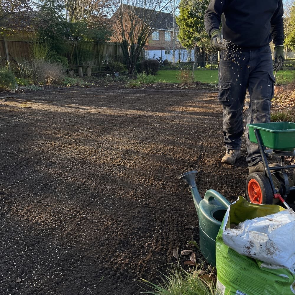 Freshly laid lawn turf in a North Hertfordshire garden