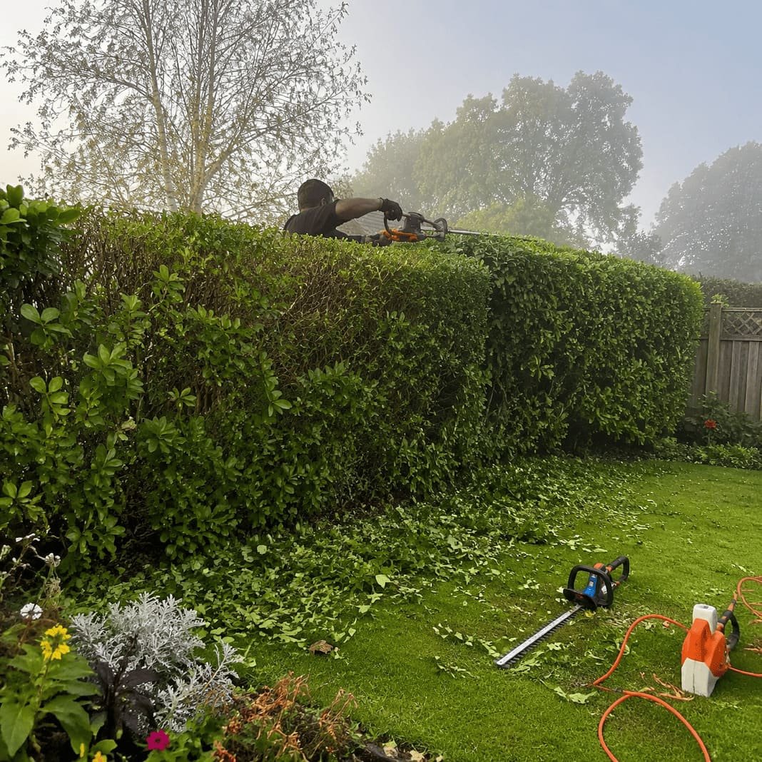 Hedge trimming and shaping in a North Hertfordshire garden.