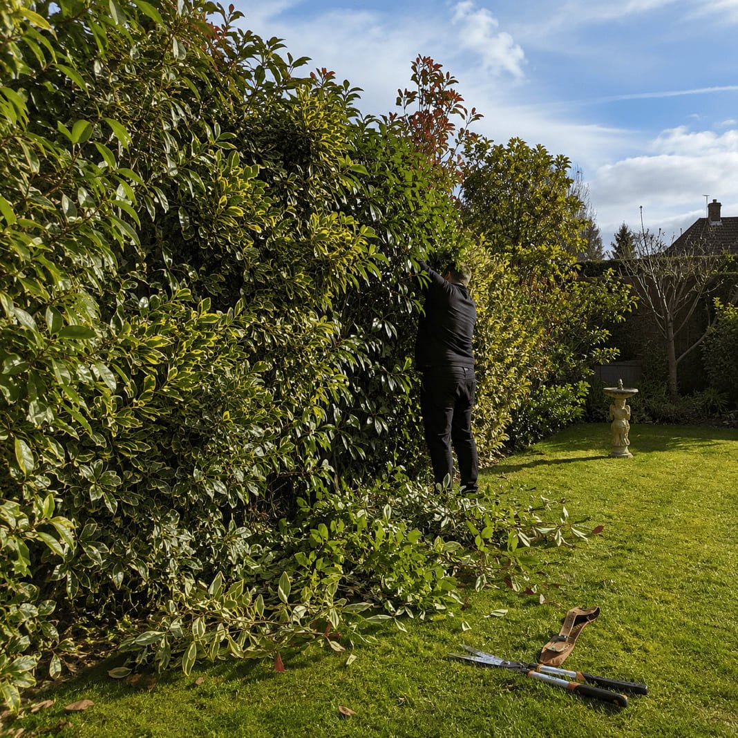 Hedge trimming and shaping in Potton