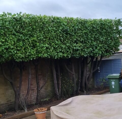 A well trimmed hedge