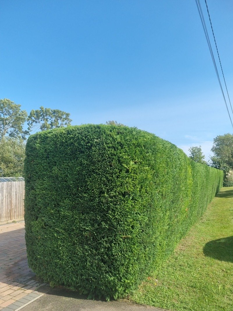 A photo of a perfectly trimmed hedge
