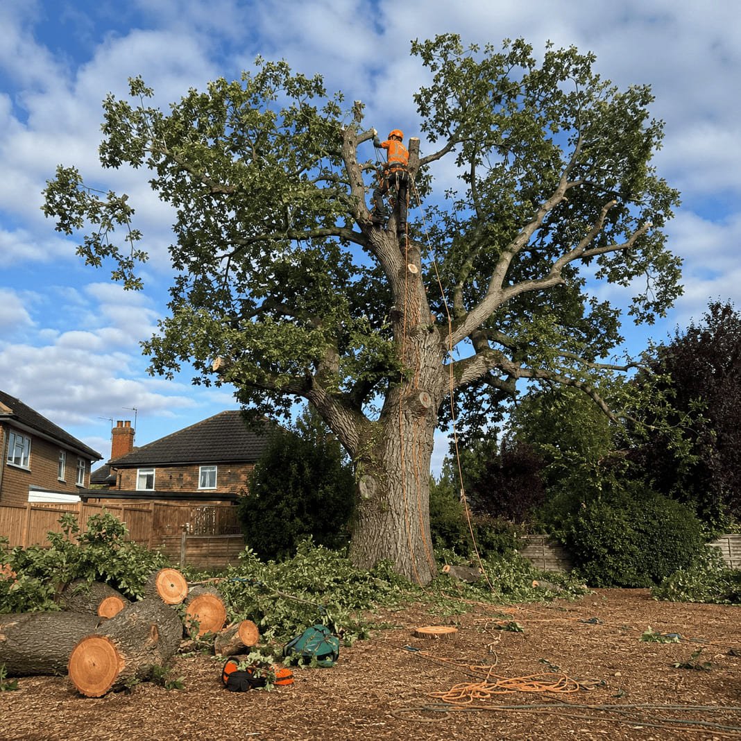 Tree surgeon working on a large garden tree.
