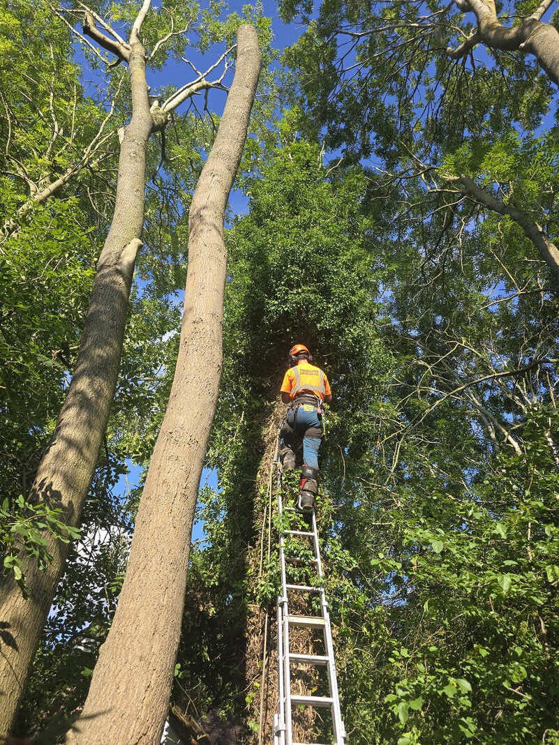 Tree surgery work carried out by Treescapes near Letchworth Garden City.