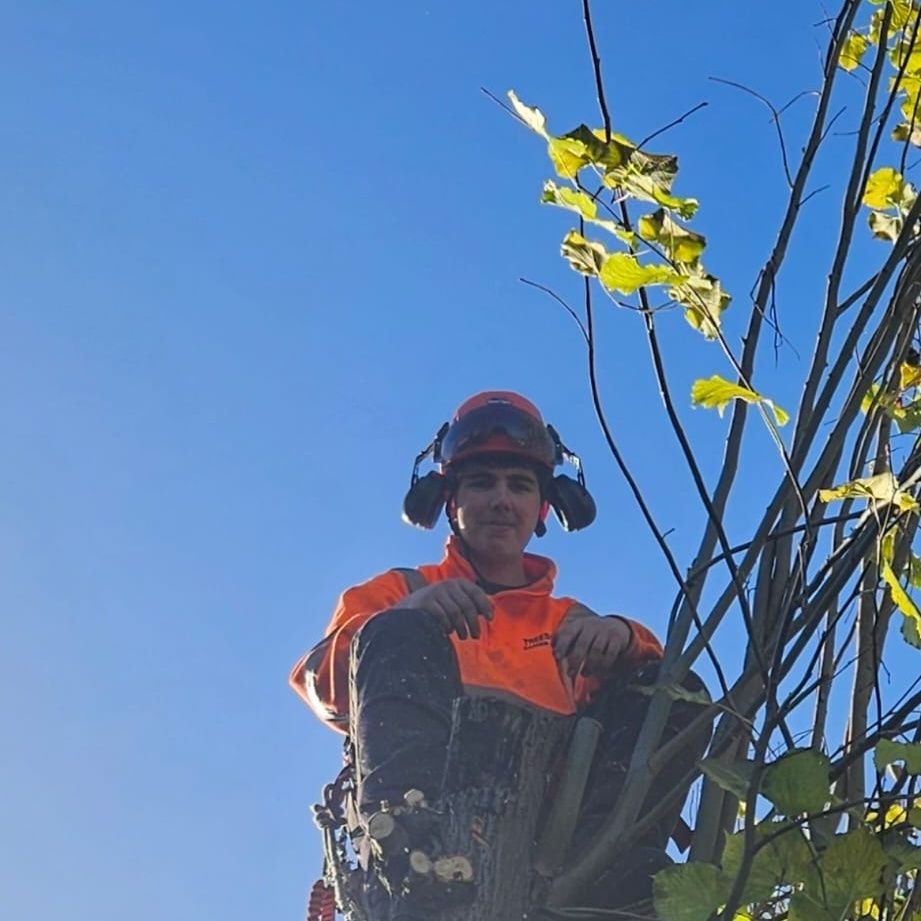 A professional Treescapes tree surgeon at work