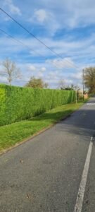 Roadside hedge trimming in Barton-le-Clay