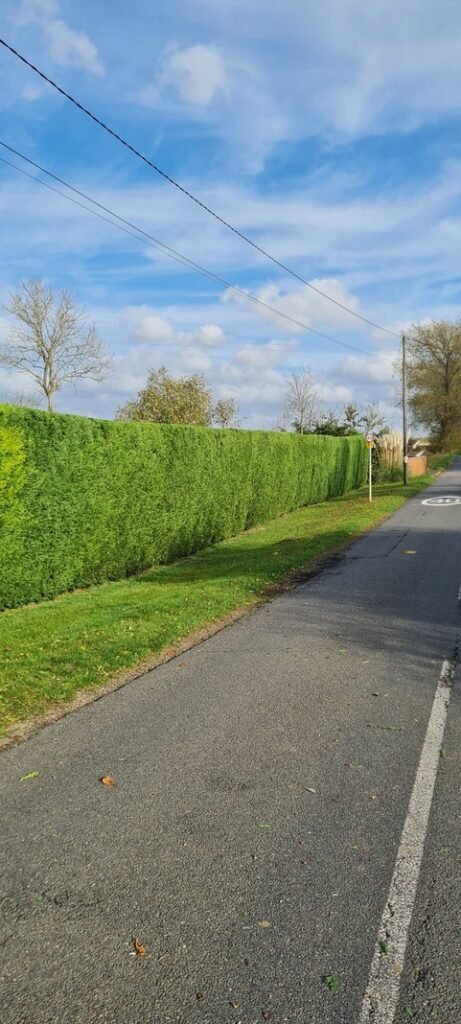 Roadside hedge trimming in Barton-le-Clay