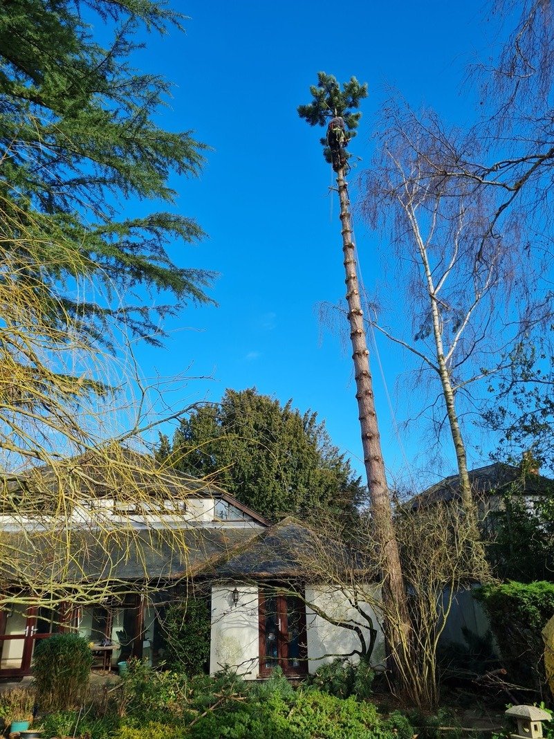 Tree surgery work carried out by Treescapes near Stotfold.