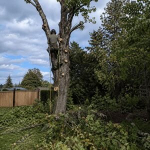 Tree felling and clearance in Cople