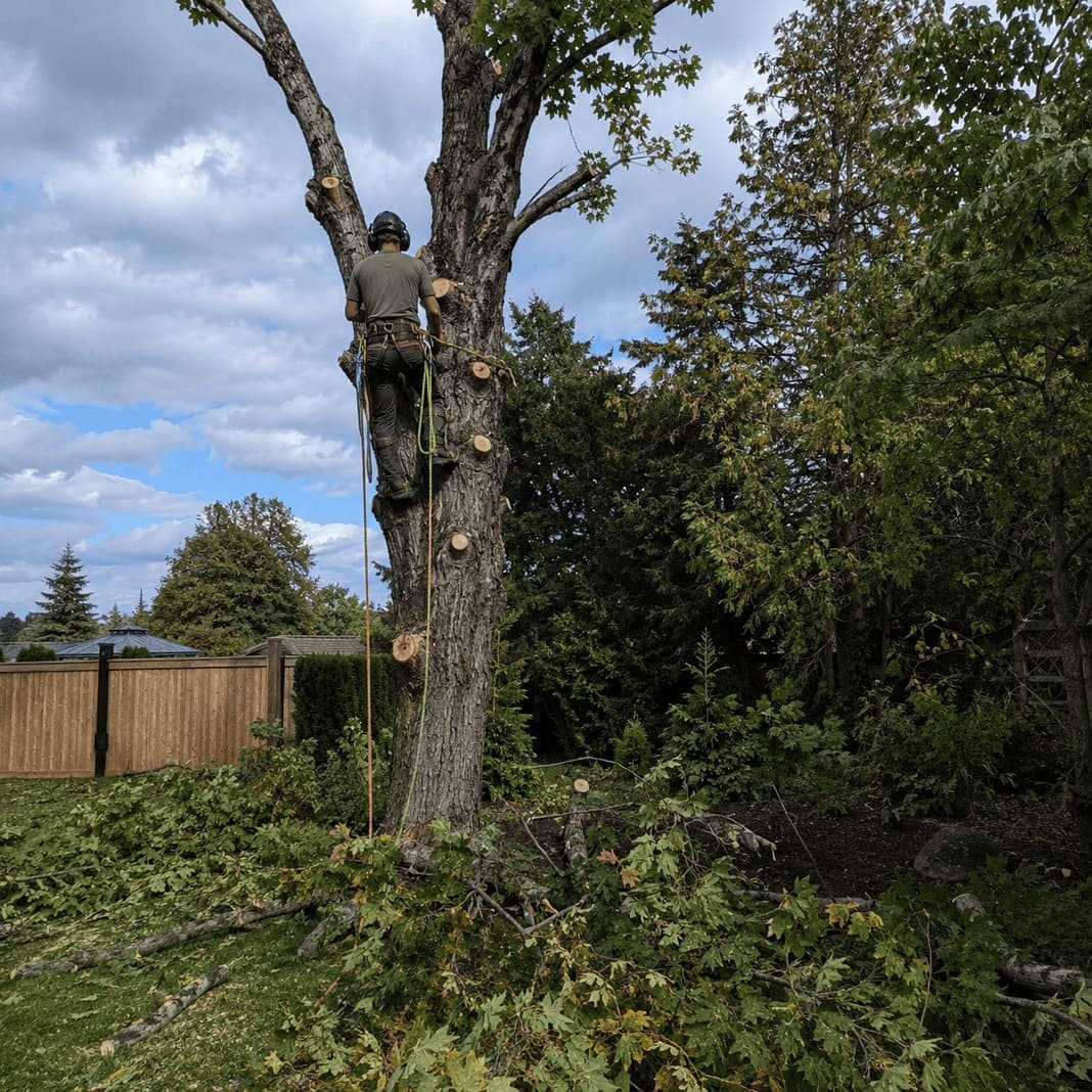 Treescapes arborist carrying out safe tree felling and removal work