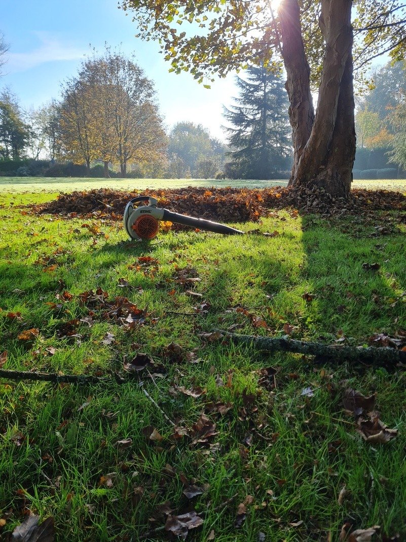 Tree felling and log removal in Clifton