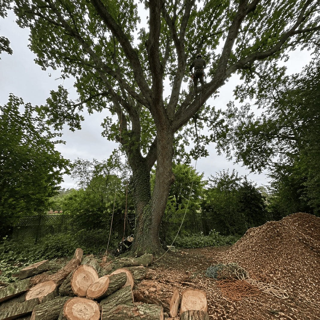 Treescapes arborist safely removing a tree in a garden