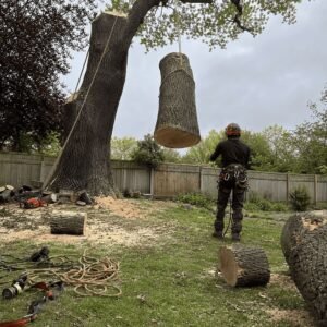 Tree felling and removal in Hinxworth