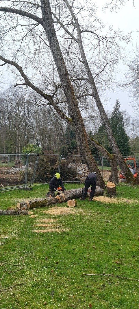 Old tree stump in a lawn before stump grinding.