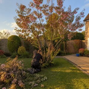Tree pruning and clearance in Gamlingay