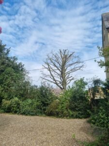 Tree pruning and crown reduction in Hitchin