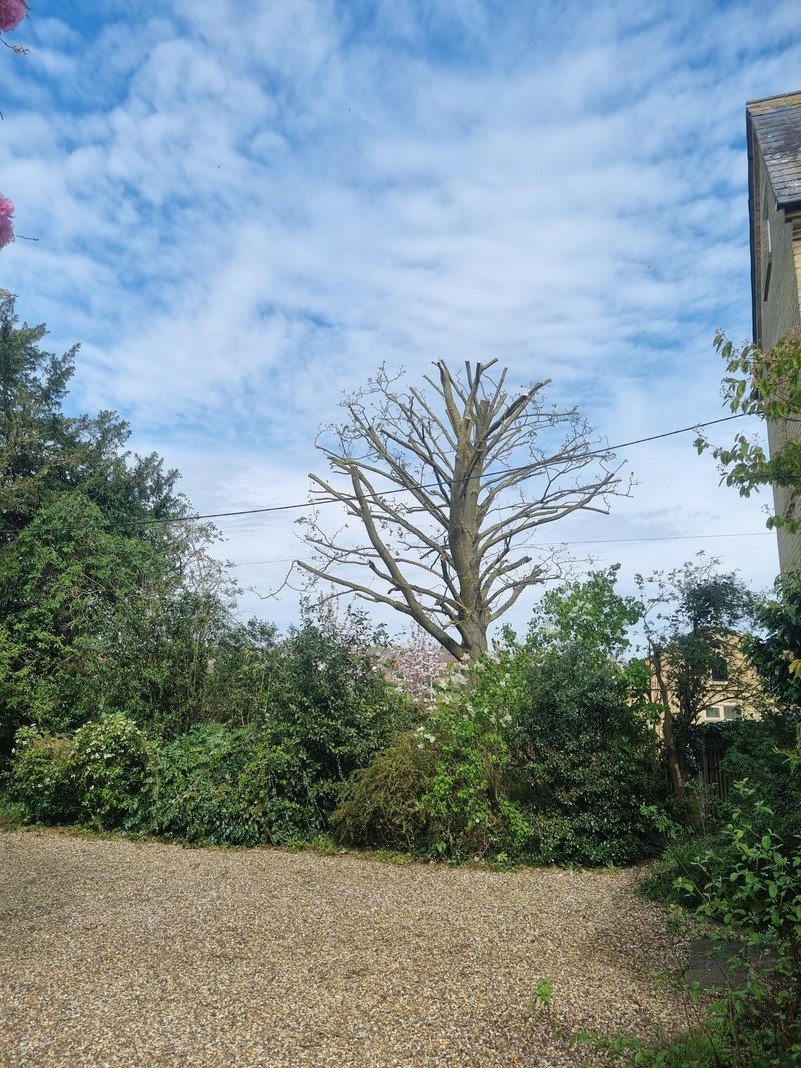 Recent tree work carried out by Treescapes in Hitchin.