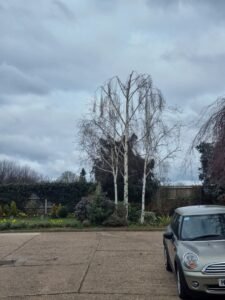 Tree pruning and crown thinning in Campton