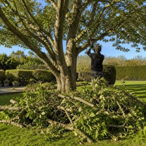 Tree pruning and garden clearance in Bassingbourn