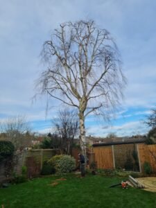 Tree pruning and garden clearance in Meppershall