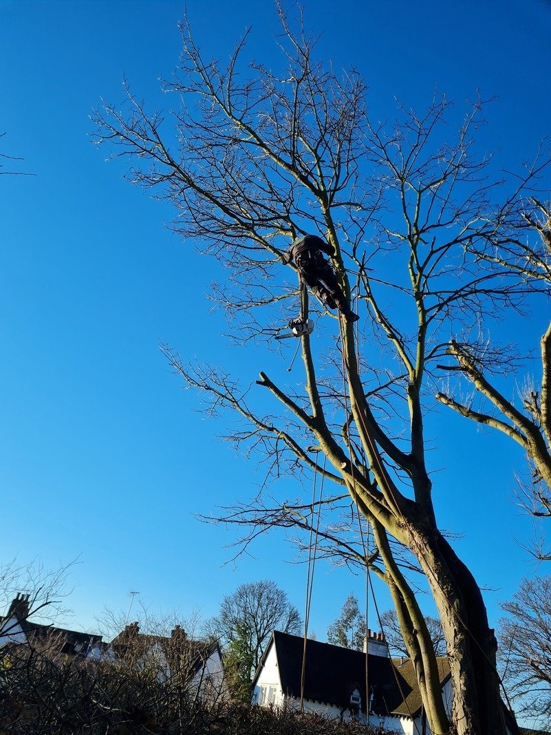 Tree after a careful crown reduction in North Hertfordshire.