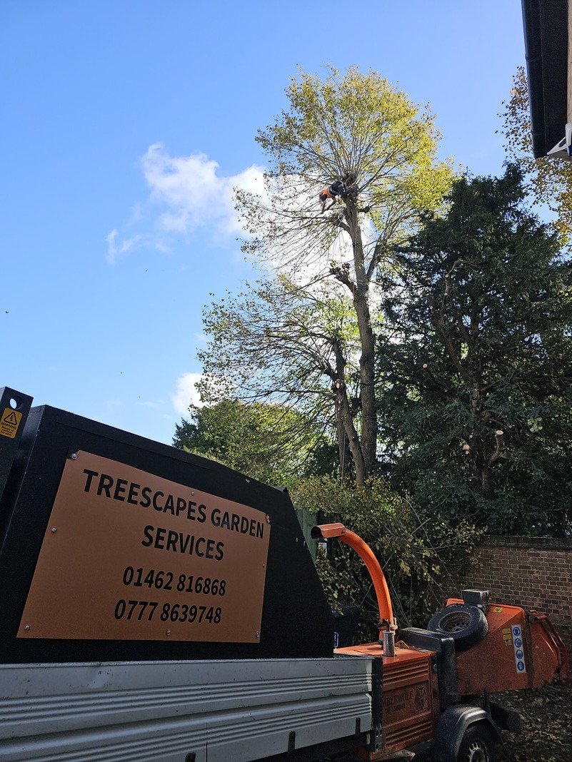 Tree surgery work carried out by Treescapes near Shillington.