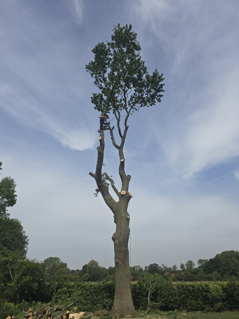 Tree surgery and pruning in Warden Hill