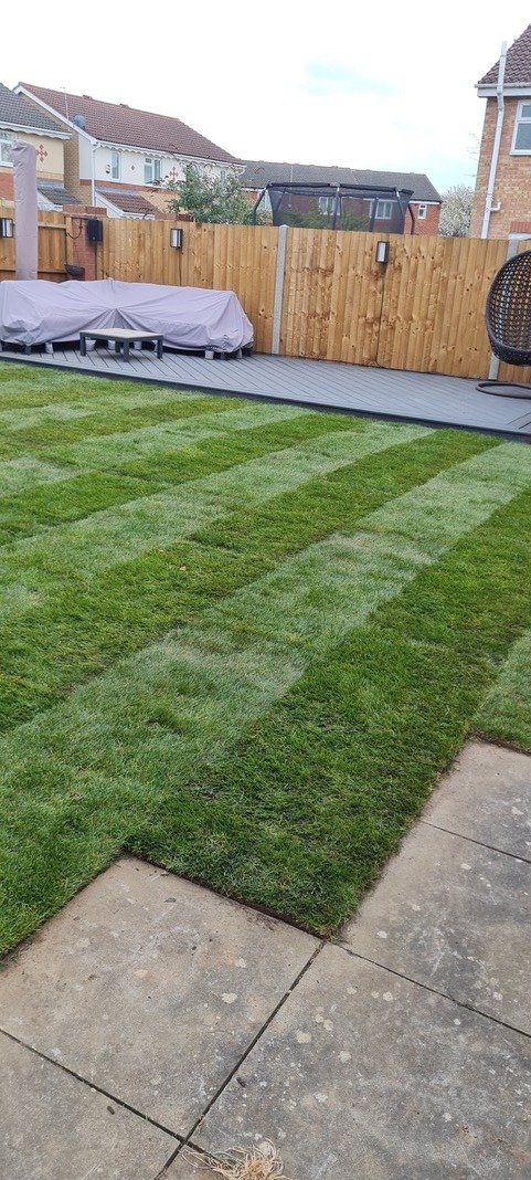 Healthy new lawn laid neatly in a local garden