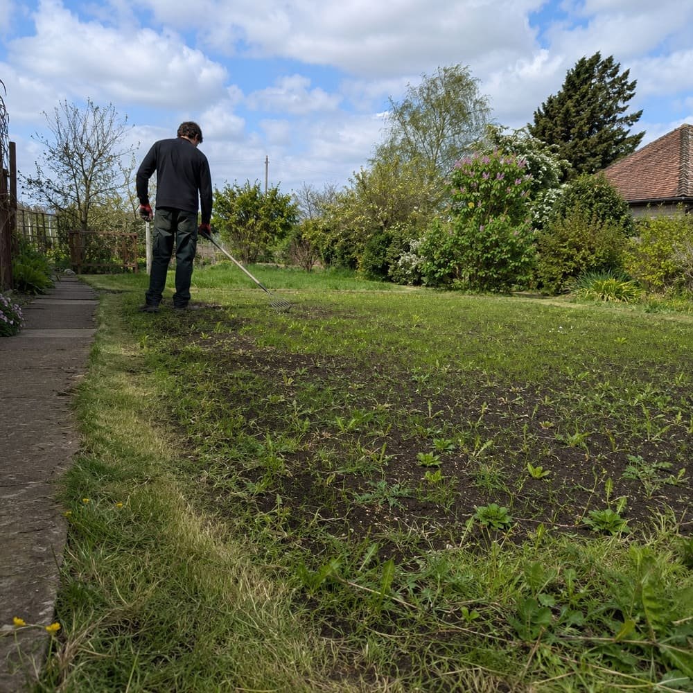 Natural wildflower meadow lawn in a local garden.