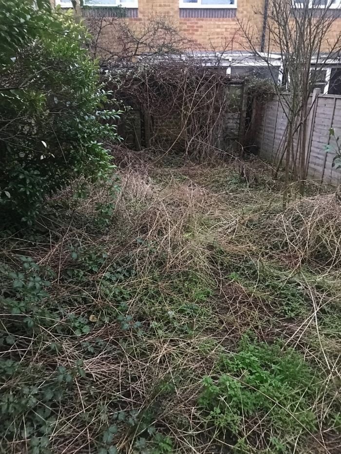 Overgrown garden before a full clearance.