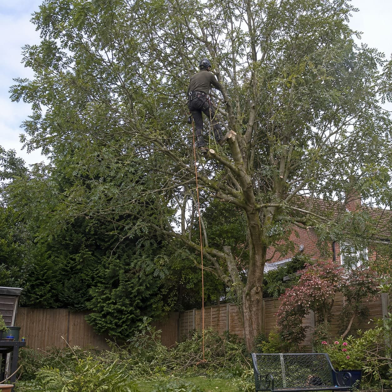 Careful crown reduction on mature garden tree by Henlow tree surgeon Bedfordshire