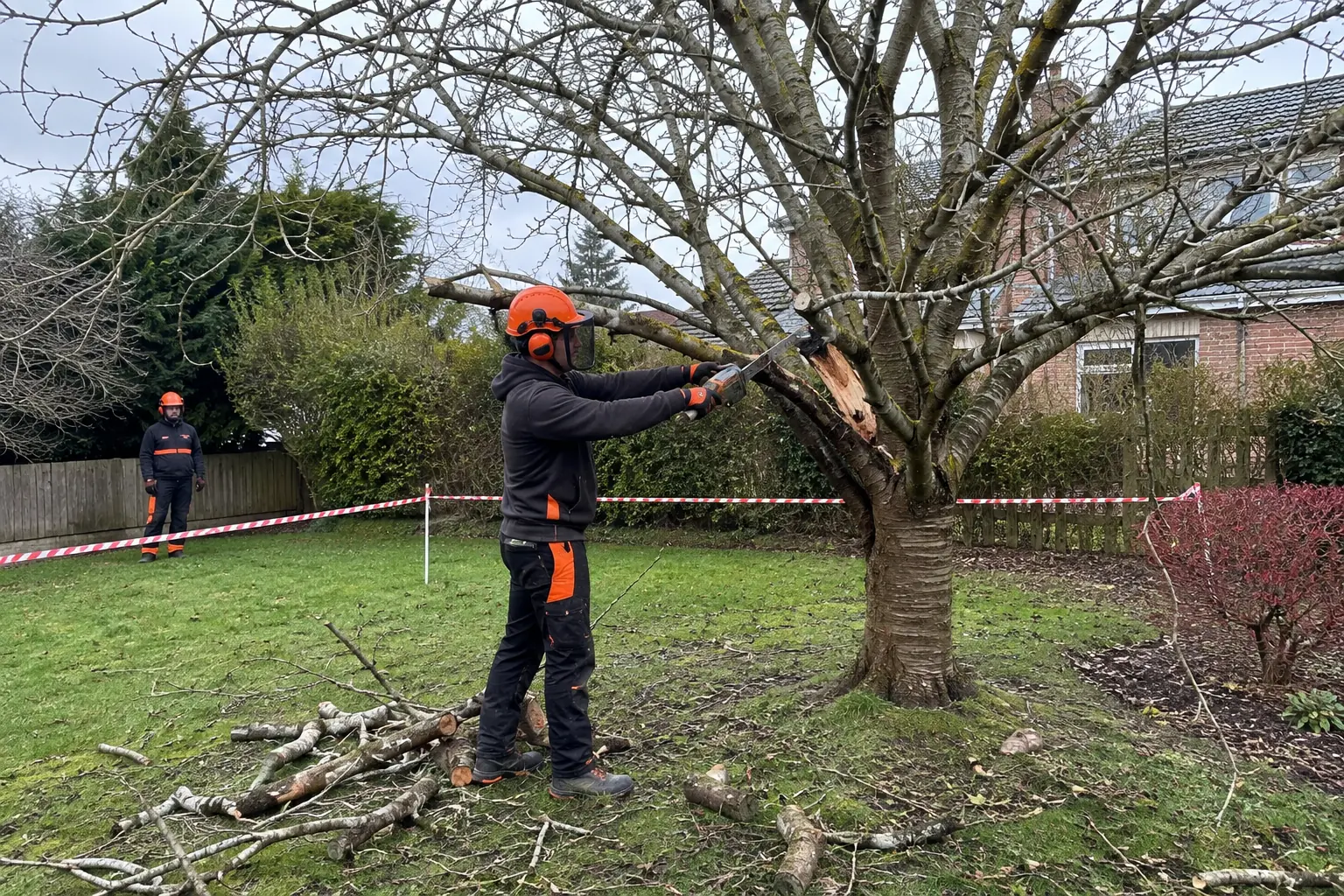 Qualified arborist removing a thick damaged limb from a small garden tree
